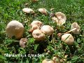 Marasmius oreades-amf1273